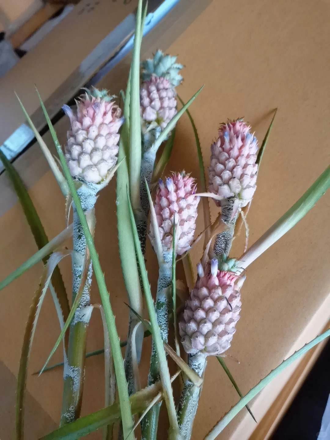 "Ph&aacute;t sốt" với th&uacute; cắm dứa cảnh mini: Thơm nức kh&ocirc;ng gian, chưng tận 4 th&aacute;ng kh&ocirc;ng hỏng m&agrave; gi&aacute; chỉ chừng 400 "c&agrave;nh"!- Ảnh 7.