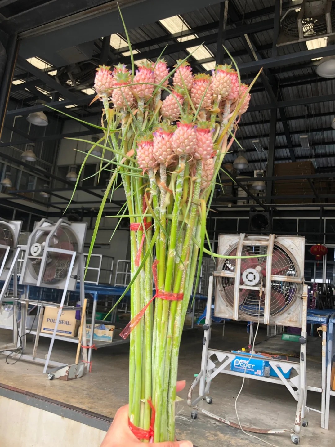 "Ph&aacute;t sốt" với th&uacute; cắm dứa cảnh mini: Thơm nức kh&ocirc;ng gian, chưng tận 4 th&aacute;ng kh&ocirc;ng hỏng m&agrave; gi&aacute; chỉ chừng 400 "c&agrave;nh"!- Ảnh 6.