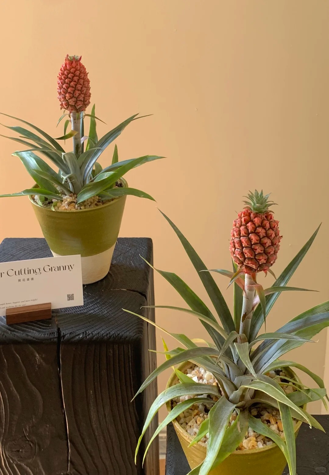 "Ph&aacute;t sốt" với th&uacute; cắm dứa cảnh mini: Thơm nức kh&ocirc;ng gian, chưng tận 4 th&aacute;ng kh&ocirc;ng hỏng m&agrave; gi&aacute; chỉ chừng 400 "c&agrave;nh"!- Ảnh 16.