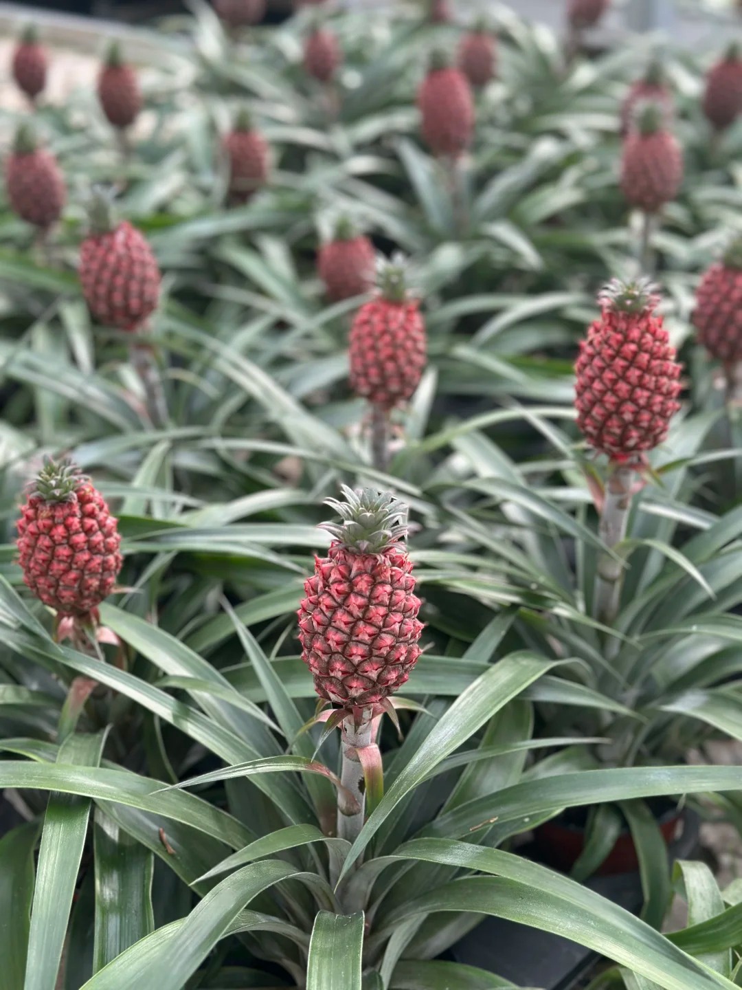 "Ph&aacute;t sốt" với th&uacute; cắm dứa cảnh mini: Thơm nức kh&ocirc;ng gian, chưng tận 4 th&aacute;ng kh&ocirc;ng hỏng m&agrave; gi&aacute; chỉ chừng 400 "c&agrave;nh"!- Ảnh 17.