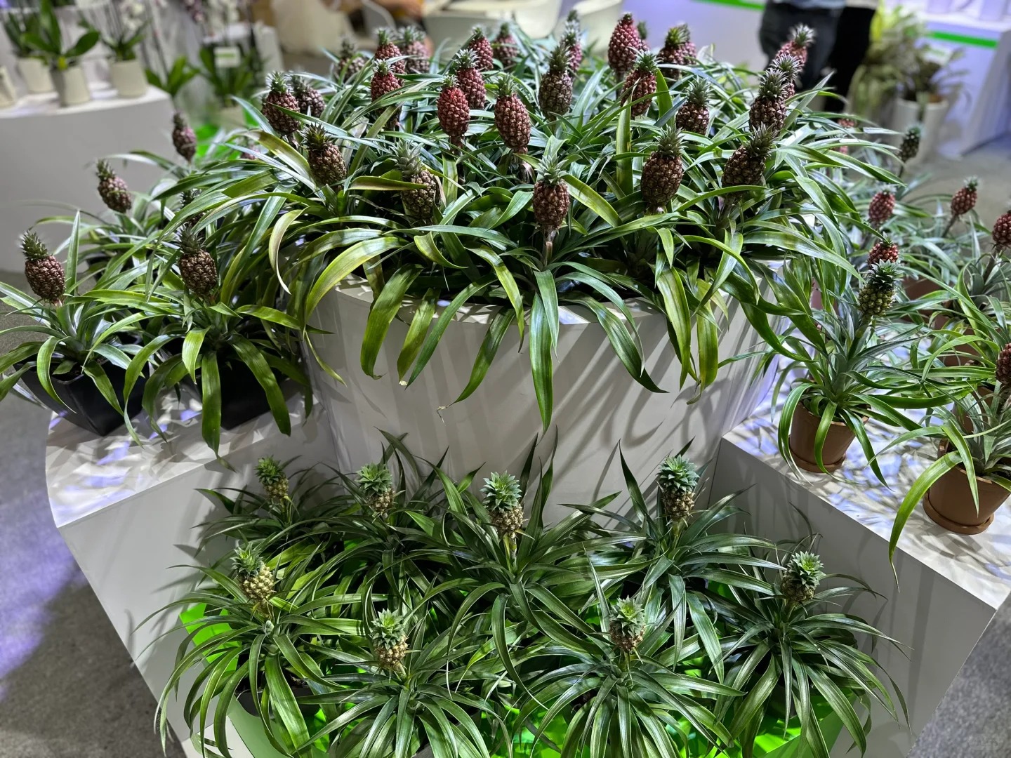 "Ph&aacute;t sốt" với th&uacute; cắm dứa cảnh mini: Thơm nức kh&ocirc;ng gian, chưng tận 4 th&aacute;ng kh&ocirc;ng hỏng m&agrave; gi&aacute; chỉ chừng 400 "c&agrave;nh"!- Ảnh 18.