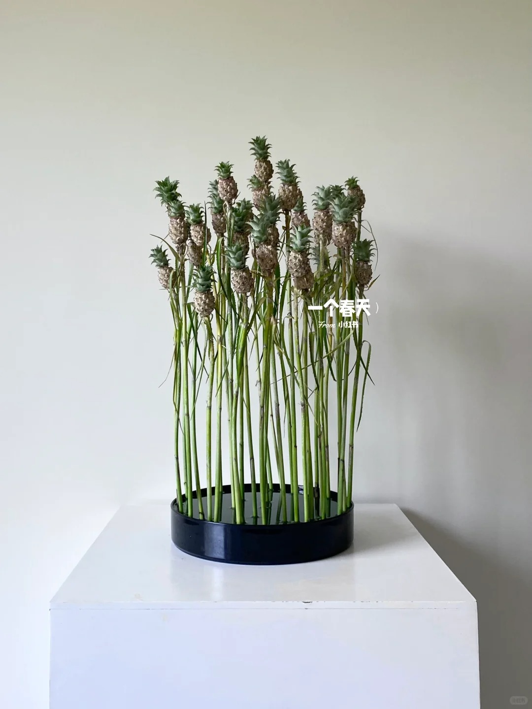 "Ph&aacute;t sốt" với th&uacute; cắm dứa cảnh mini: Thơm nức kh&ocirc;ng gian, chưng tận 4 th&aacute;ng kh&ocirc;ng hỏng m&agrave; gi&aacute; chỉ chừng 400 "c&agrave;nh"!- Ảnh 2.