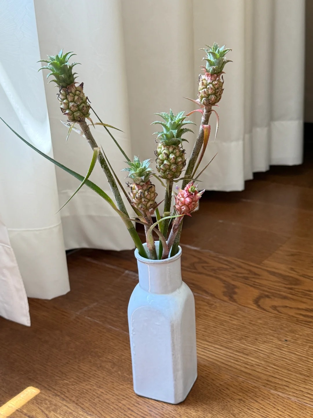 "Ph&aacute;t sốt" với th&uacute; cắm dứa cảnh mini: Thơm nức kh&ocirc;ng gian, chưng tận 4 th&aacute;ng kh&ocirc;ng hỏng m&agrave; gi&aacute; chỉ chừng 400 "c&agrave;nh"!- Ảnh 8.