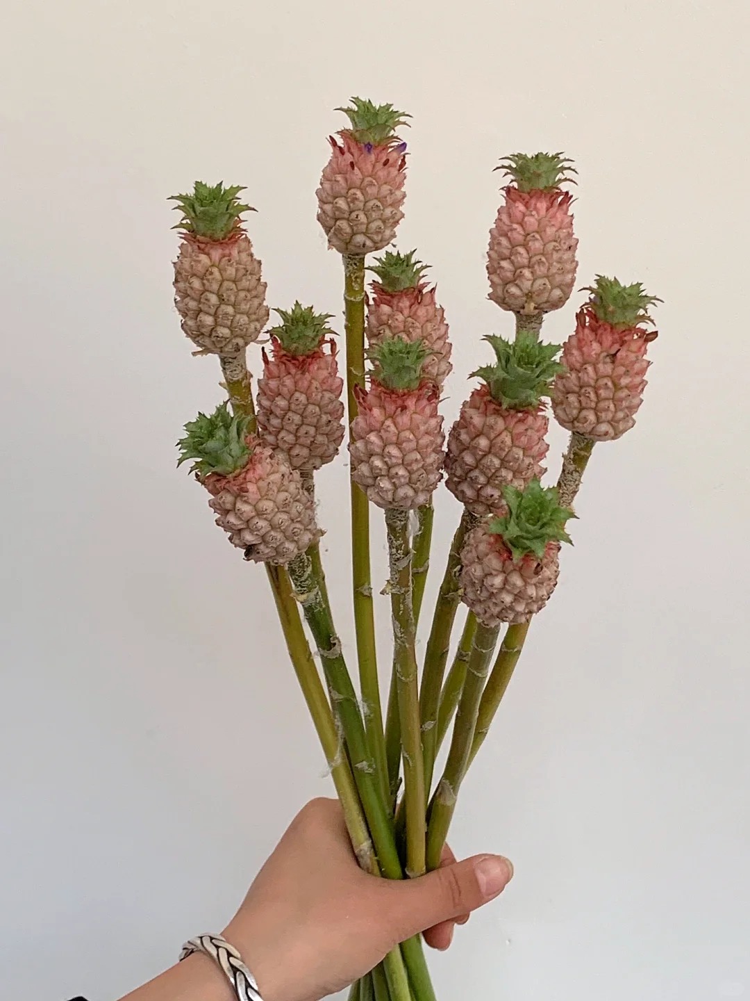 "Ph&aacute;t sốt" với th&uacute; cắm dứa cảnh mini: Thơm nức kh&ocirc;ng gian, chưng tận 4 th&aacute;ng kh&ocirc;ng hỏng m&agrave; gi&aacute; chỉ chừng 400 "c&agrave;nh"!- Ảnh 3.