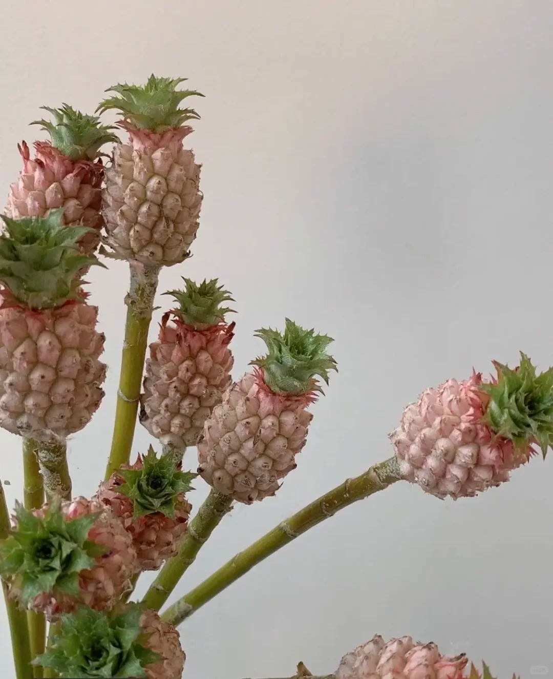 "Ph&aacute;t sốt" với th&uacute; cắm dứa cảnh mini: Thơm nức kh&ocirc;ng gian, chưng tận 4 th&aacute;ng kh&ocirc;ng hỏng m&agrave; gi&aacute; chỉ chừng 400 "c&agrave;nh"!- Ảnh 9.