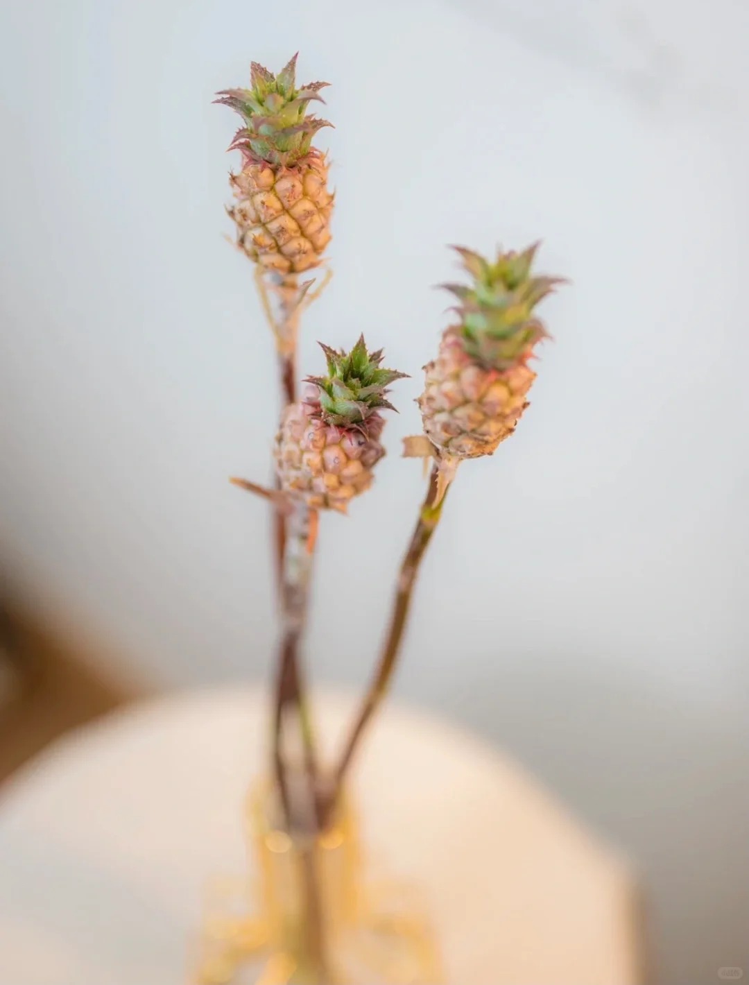 "Ph&aacute;t sốt" với th&uacute; cắm dứa cảnh mini: Thơm nức kh&ocirc;ng gian, chưng tận 4 th&aacute;ng kh&ocirc;ng hỏng m&agrave; gi&aacute; chỉ chừng 400 "c&agrave;nh"!- Ảnh 10.