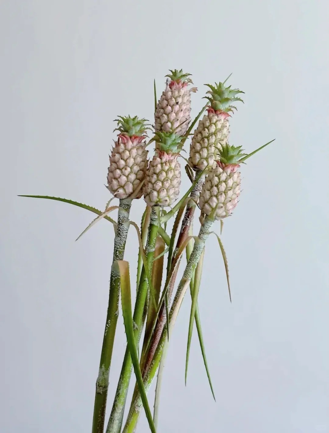 "Ph&aacute;t sốt" với th&uacute; cắm dứa cảnh mini: Thơm nức kh&ocirc;ng gian, chưng tận 4 th&aacute;ng kh&ocirc;ng hỏng m&agrave; gi&aacute; chỉ chừng 400 "c&agrave;nh"!- Ảnh 4.