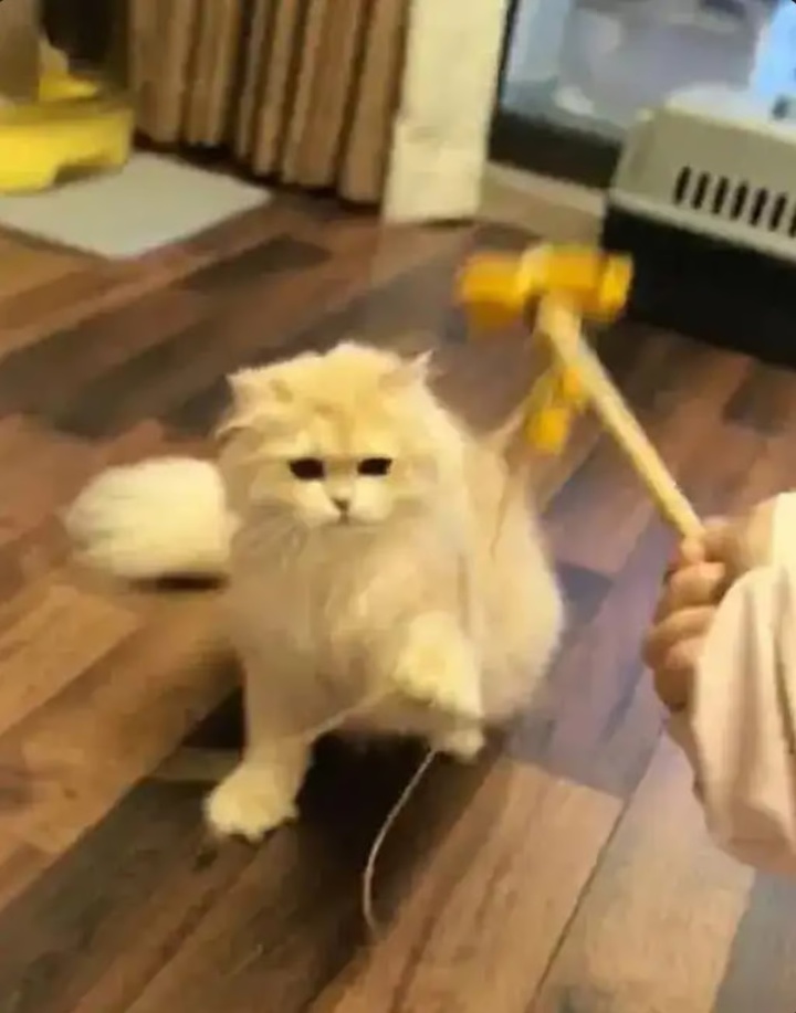 Ch&agrave;ng trai kiếm được 600 triệu đồng dịp Tết nhờ dịch vụ cho m&egrave;o ăn- Ảnh 2.