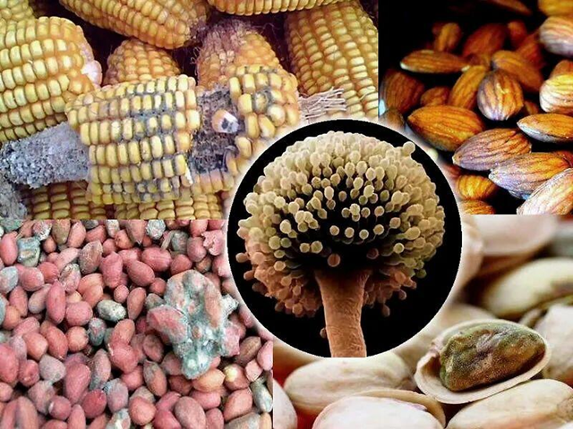 2 vợ chồng c&ugrave;ng l&uacute;c ph&aacute;t hiện ung thư gan, b&aacute;c sĩ lắc đầu: 4 thực phẩm để l&acirc;u trong tủ lạnh sẽ 