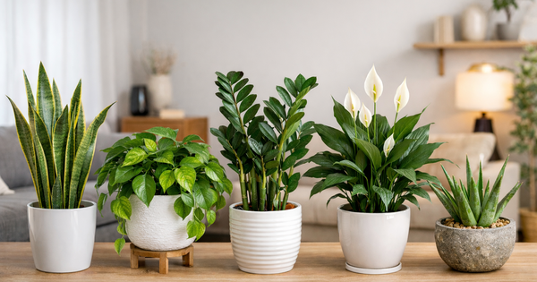 Kh&ocirc;ng phải ngẫu nhi&ecirc;n m&agrave; 9/10 nh&agrave; kh&aacute; giả đều đặt thứ n&agrave;y ở ph&ograve;ng kh&aacute;ch: Vừa đẹp sang, vừa mang vượng kh&iacute; cho gia đ&igrave;nh- Ảnh 1.