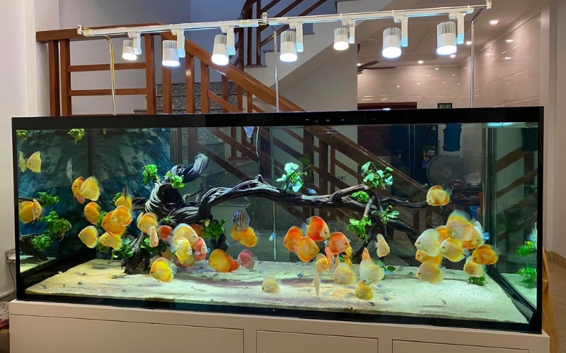 Kh&ocirc;ng phải ngẫu nhi&ecirc;n m&agrave; 9/10 nh&agrave; kh&aacute; giả đều đặt thứ n&agrave;y ở ph&ograve;ng kh&aacute;ch: Vừa đẹp sang, vừa mang vượng kh&iacute; cho gia đ&igrave;nh- Ảnh 2.