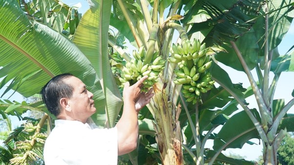 Chuyện lạ ở C&agrave; Mau: Chuối một th&acirc;n trổ 2 buồng, l&atilde;o n&ocirc;ng n&oacute;i &ldquo;chưa từng thấy&rdquo;- Ảnh 2.