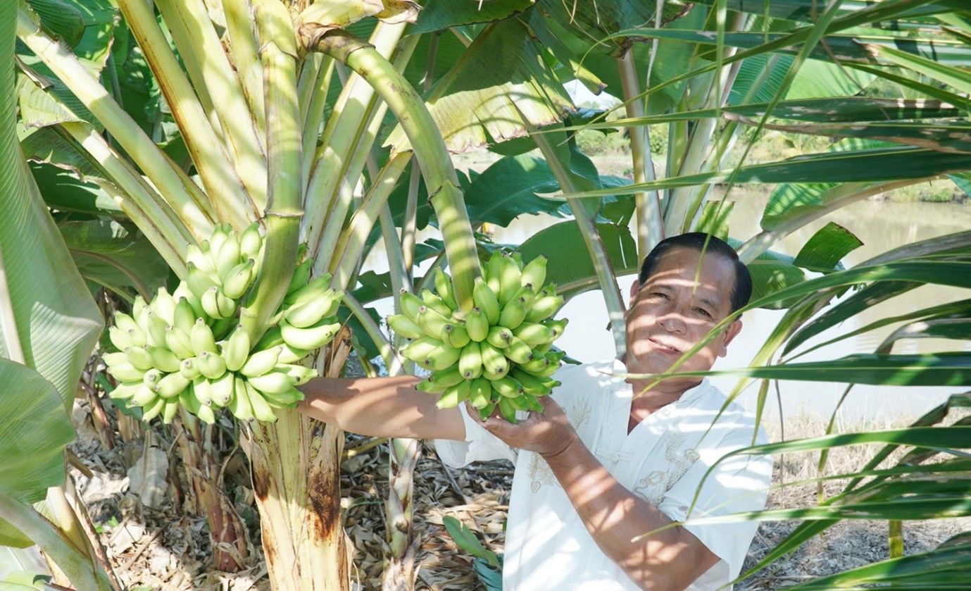 Chuyện lạ ở C&agrave; Mau: Chuối một th&acirc;n trổ 2 buồng, l&atilde;o n&ocirc;ng n&oacute;i &ldquo;chưa từng thấy&rdquo;- Ảnh 3.