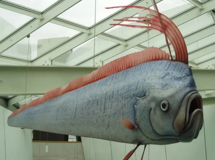 Sinh vật d&agrave;i như dải lụa, to&agrave;n th&acirc;n m&agrave;u bạc bất ngờ dạt v&agrave;o bờ biển Mỹ Kh&ecirc;, d&acirc;n mạng tranh c&atilde;i kh&ocirc;ng ngớt- Ảnh 2.