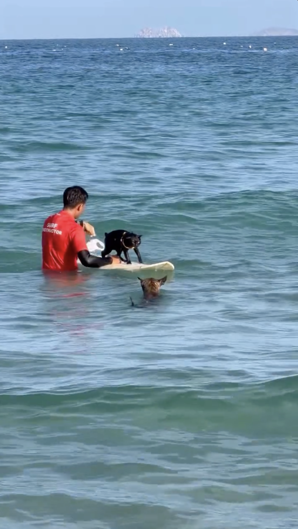 Sốc ch&uacute; m&egrave;o đen lướt s&oacute;ng ở Nha Trang l&agrave;m khối anh em ngậm ng&ugrave;i nhận thua- Ảnh 5.