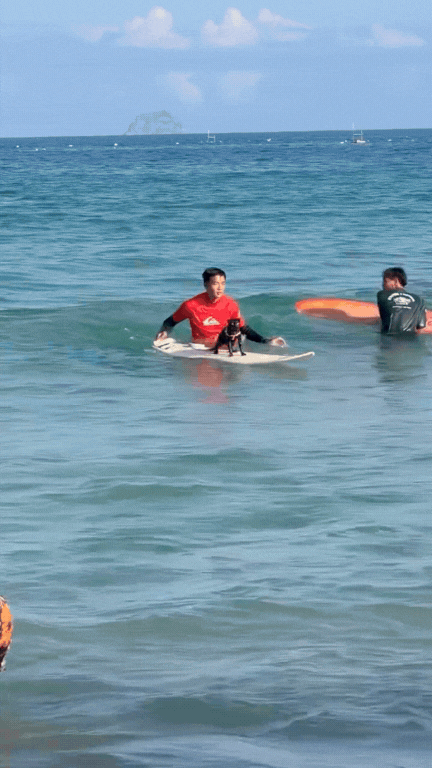 Sốc ch&uacute; m&egrave;o đen lướt s&oacute;ng ở Nha Trang l&agrave;m khối anh em ngậm ng&ugrave;i nhận thua- Ảnh 1.