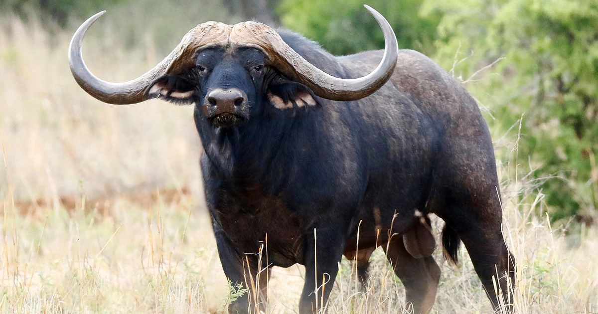 Con tr&acirc;u đắt nhất thế giới gi&aacute; gần 300 tỷ đồng g&acirc;y chấn động: Sở hữu "mỏ v&agrave;ng" đặc biệt- Ảnh 1.