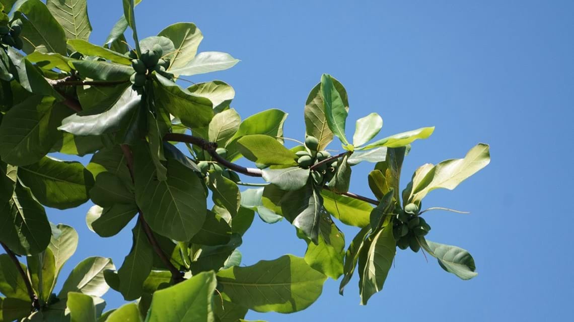 Loại quả xưa rụng đầy s&acirc;n, cho kh&ocirc;ng c&ograve;n lười nhặt, nay th&agrave;nh đặc sản gi&aacute; tới 500.000 đồng/kg- Ảnh 1.