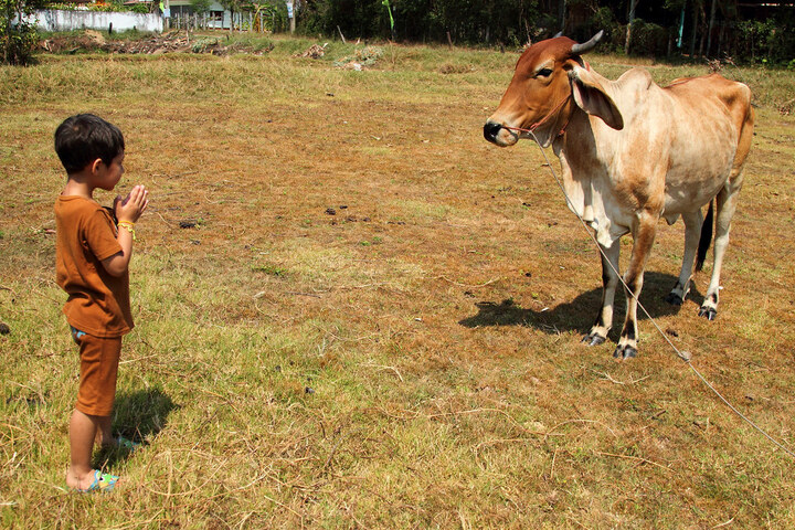 Tại sao người Th&aacute;i Lan hầu như kh&ocirc;ng ăn thịt b&ograve;?- Ảnh 1.