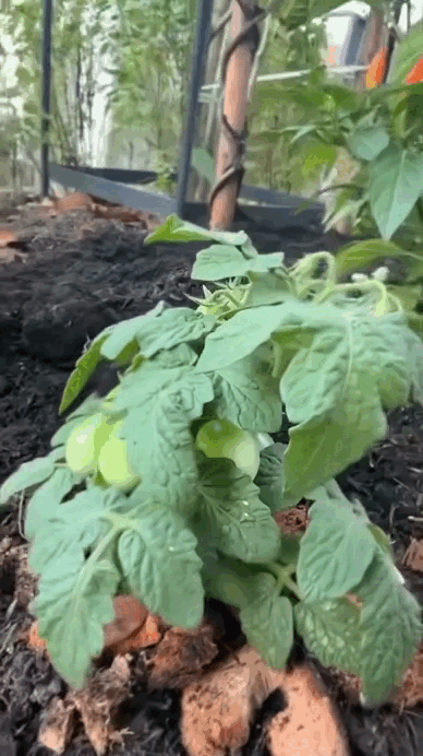 Đại mỹ nh&acirc;n ở dinh thự 55 tỷ, m&ecirc; &ldquo;trồng rau nu&ocirc;i c&aacute;&rdquo;: Vibe chữa l&agrave;nh mạnh mẽ tr&agrave;n m&agrave;n h&igrave;nh- Ảnh 8.