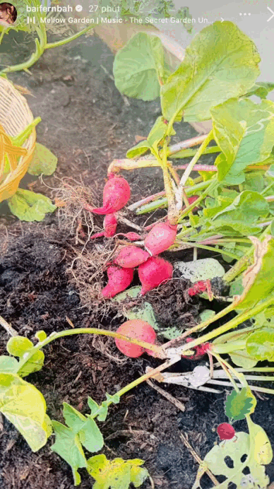 Đại mỹ nh&acirc;n ở dinh thự 55 tỷ, m&ecirc; &ldquo;trồng rau nu&ocirc;i c&aacute;&rdquo;: Vibe chữa l&agrave;nh mạnh mẽ tr&agrave;n m&agrave;n h&igrave;nh- Ảnh 7.