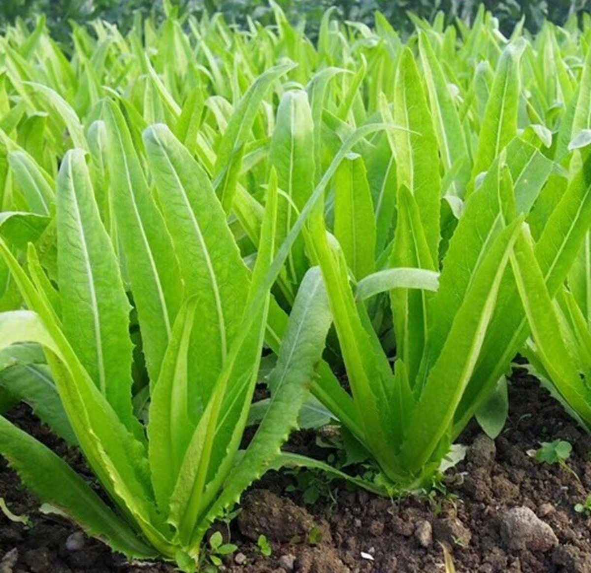 Loại rau xanh mướt hiếm khi &ldquo;ngậm&rdquo; thuốc trừ s&acirc;u, trời T&acirc;y m&ecirc; t&iacute;t: Ra chợ Việt l&agrave; thấy đầy- Ảnh 1.