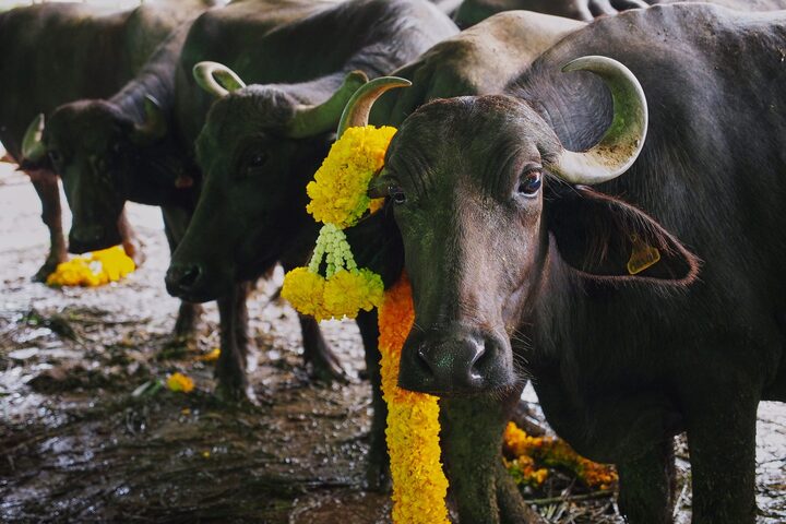 Tại sao người Th&aacute;i Lan hầu như kh&ocirc;ng ăn thịt b&ograve;?- Ảnh 3.