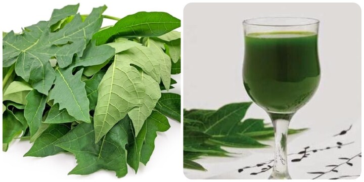 Uống nước l&aacute; đu đủ h&agrave;ng ng&agrave;y c&oacute; tốt kh&ocirc;ng?- Ảnh 1.