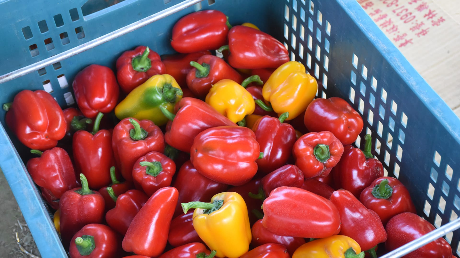 Tiểu thương chợ n&oacute;i thật: 5 loại rau "đẹp long lanh" n&agrave;y t&ocirc;i c&ograve;n kh&ocirc;ng d&aacute;m ăn, nhiều người lại mua mỗi ng&agrave;y- Ảnh 1.