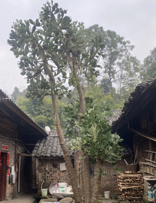 H&igrave;nh dạng c&acirc;y xương rồng sống 4 thập kỷ khiến 1 triệu người t&ograve; m&ograve;- Ảnh 1.