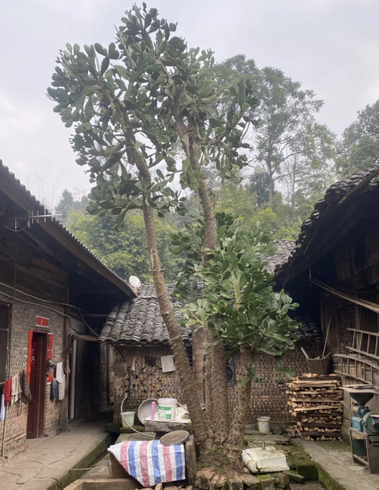 H&igrave;nh dạng c&acirc;y xương rồng sống 4 thập kỷ khiến 1 triệu người t&ograve; m&ograve;- Ảnh 2.