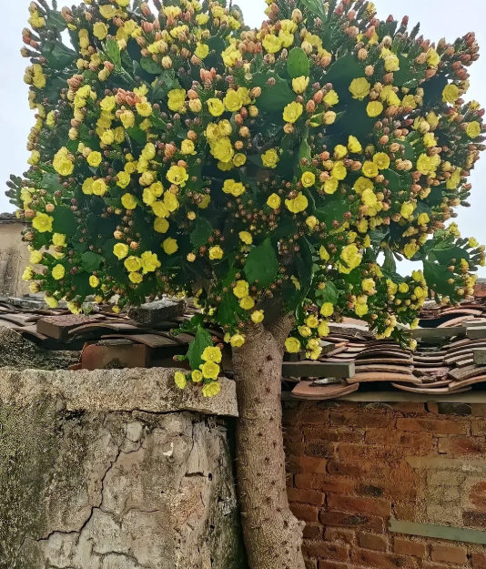 H&igrave;nh dạng c&acirc;y xương rồng sống 4 thập kỷ khiến 1 triệu người t&ograve; m&ograve;- Ảnh 3.