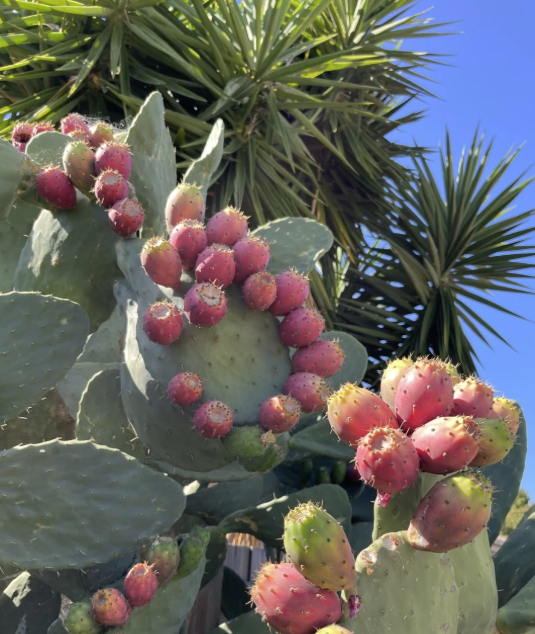 H&igrave;nh dạng c&acirc;y xương rồng sống 4 thập kỷ khiến 1 triệu người t&ograve; m&ograve;- Ảnh 4.