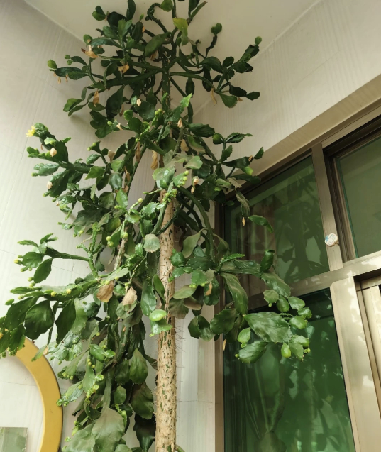 H&igrave;nh dạng c&acirc;y xương rồng sống 4 thập kỷ khiến 1 triệu người t&ograve; m&ograve;- Ảnh 6.