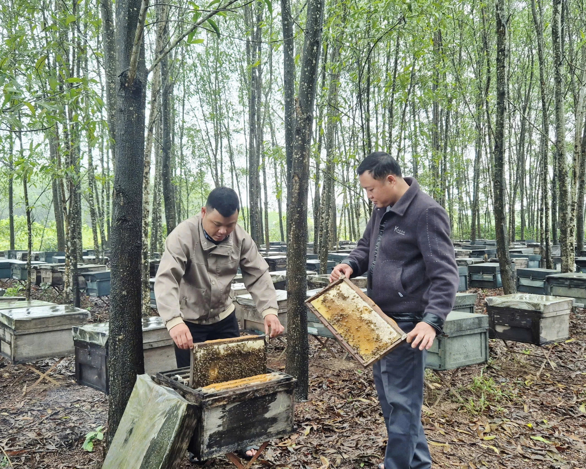 &Iacute;t ai ngờ sản vật quen thuộc của n&ocirc;ng d&acirc;n Việt lại xuất khẩu sang Mỹ, ch&acirc;u &Acirc;u với doanh thu gần 20 tỷ/năm- Ảnh 1.