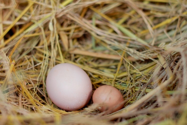 Mua trứng: N&ecirc;n chọn quả to hay quả nhỏ? Người chăn nu&ocirc;i tiết lộ đ&aacute;p &aacute;n- Ảnh 3.