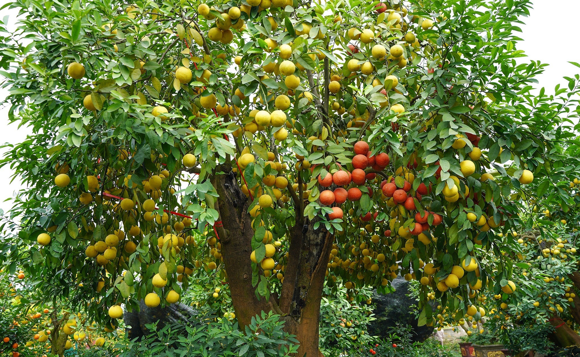 Nghe t&ecirc;n loại quả n&agrave;y thấy cả "bầu trời gi&agrave;u sang": 4 m&ugrave;a đều ra hoa kết tr&aacute;i, nh&agrave; n&agrave;o trồng được th&igrave; lộc to- Ảnh 3.