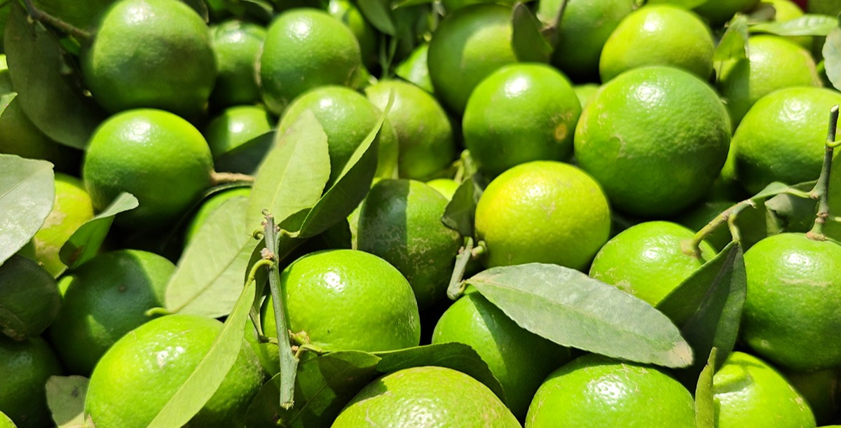 Nghe t&ecirc;n loại quả n&agrave;y thấy cả "bầu trời gi&agrave;u sang": 4 m&ugrave;a đều ra hoa kết tr&aacute;i, nh&agrave; n&agrave;o trồng được th&igrave; lộc to- Ảnh 1.