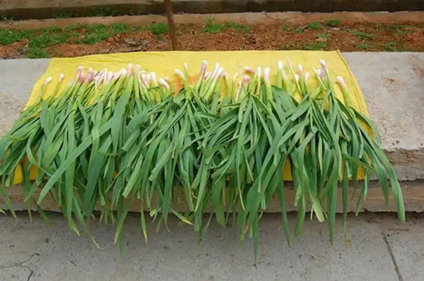 Đi chợ thấy 7 loại rau n&agrave;y phải mua ngay, cực &iacute;t thuốc trừ s&acirc;u, gi&aacute; bao nhi&ecirc;u cũng đ&aacute;ng tiền- Ảnh 1.