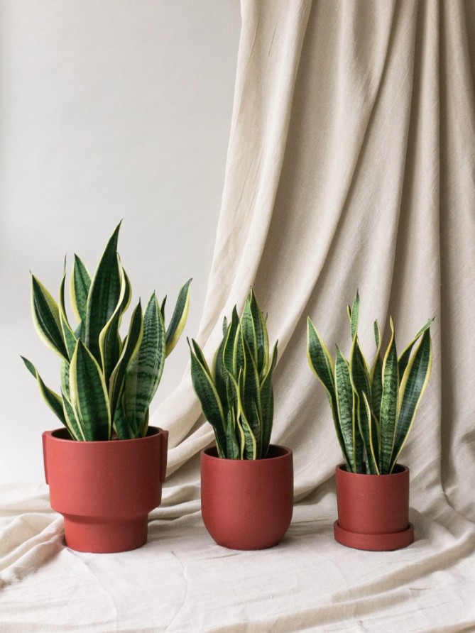 3 loại c&acirc;y cảnh tuyệt đẹp cần c&oacute; trong nh&agrave; để ngủ ngon, sung sức- Ảnh 1.