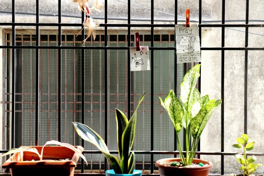 3 loại c&acirc;y đừng đặt ở ban c&ocirc;ng v&igrave; sẽ cản t&agrave;i lộc- Ảnh 1.