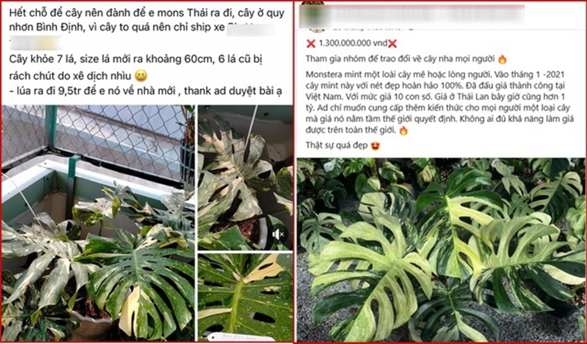 Chiếc l&aacute; c&acirc;y cảnh "độc lạ" c&oacute; gi&aacute; nửa tỷ đồng, đại gia b&iacute; ẩn chốt ngay- Ảnh 2.