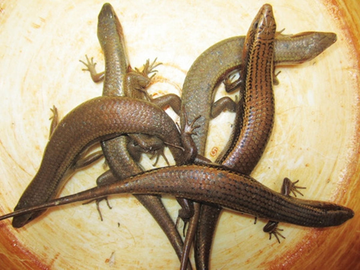 Đặc sản nh&igrave;n "sợ khiếp v&iacute;a" xưa kh&ocirc;ng d&aacute;m ăn nay 350.000 đ/kg vẫn c&oacute; người xuống tiền- Ảnh 1.