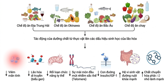 Thực đơn trường thọ của người sống đến 100 tuổi c&oacute; g&igrave; lạ? Nghi&ecirc;n cứu cho thấy 4 chế độ ăn n&agrave;y c&oacute; thể tăng đ&aacute;ng kể khả năng sống thọ- Ảnh 2.