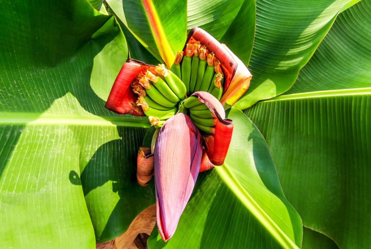 Loại rau xưa &ldquo;cứu đ&oacute;i&rdquo;, nay được v&iacute; như &ldquo;nh&acirc;n s&acirc;m của người ngh&egrave;o&rdquo; chợ Việt b&aacute;n nhiều- Ảnh 2.