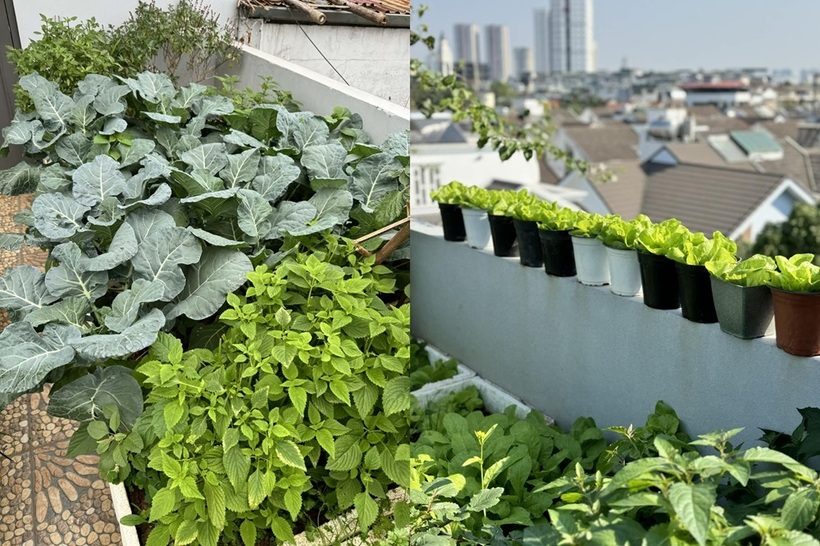 Mẹ đảm H&agrave; Nội biến s&acirc;n thượng tầng 5 th&agrave;nh "ốc đảo" rau tr&aacute;i xanh mướt- Ảnh 1.