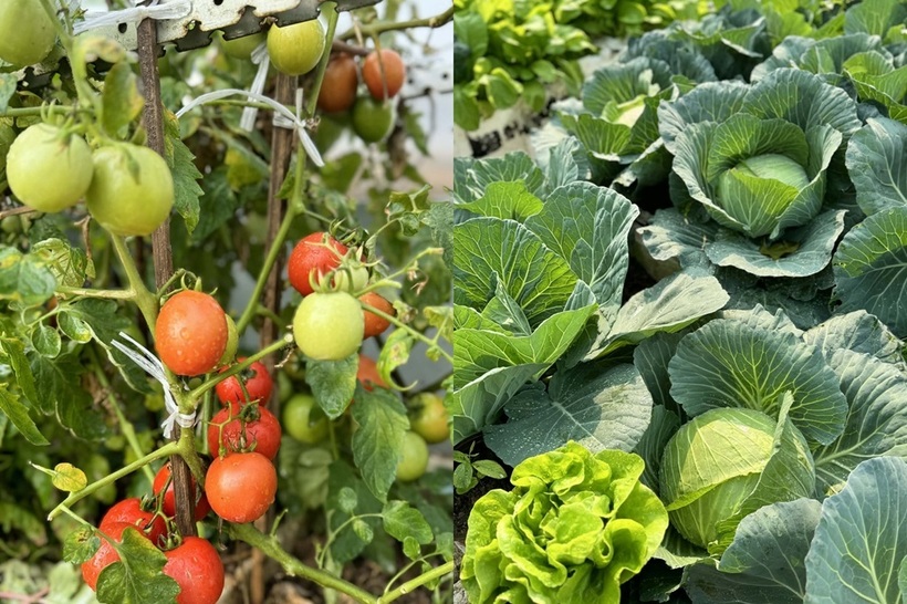 Mẹ đảm H&agrave; Nội biến s&acirc;n thượng tầng 5 th&agrave;nh "ốc đảo" rau tr&aacute;i xanh mướt- Ảnh 2.