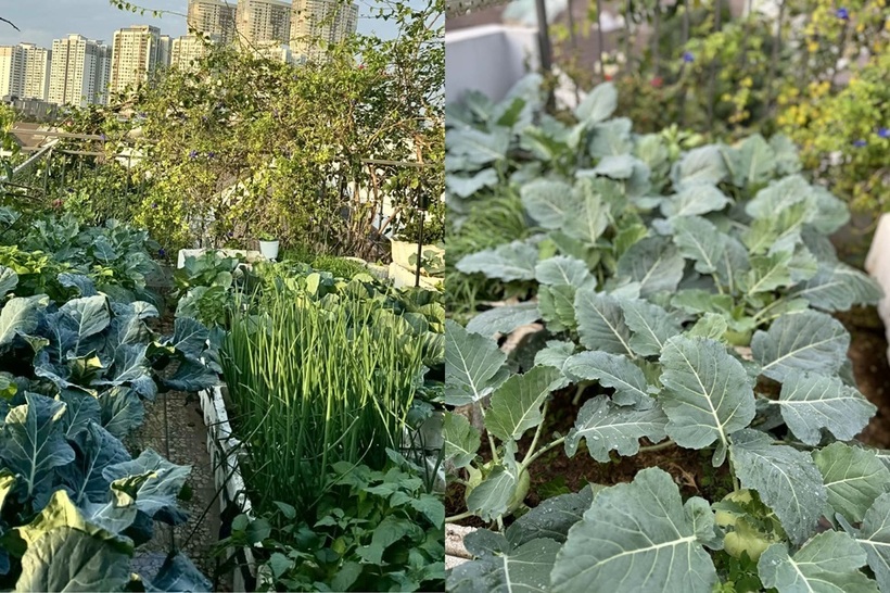 Mẹ đảm H&agrave; Nội biến s&acirc;n thượng tầng 5 th&agrave;nh "ốc đảo" rau tr&aacute;i xanh mướt- Ảnh 3.