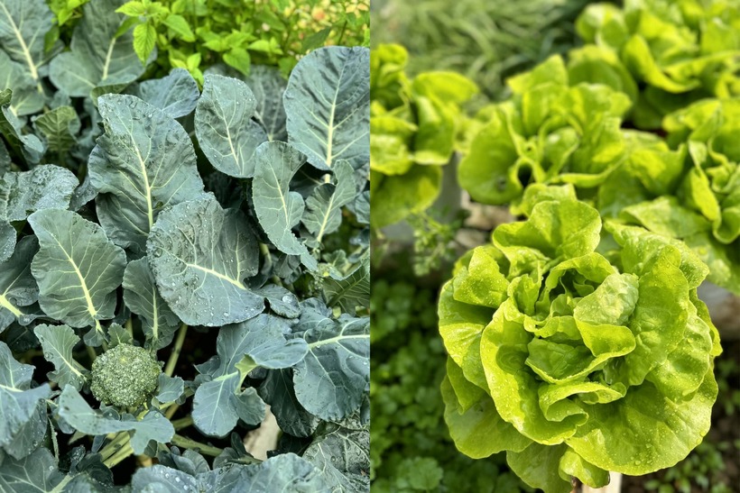 Mẹ đảm H&agrave; Nội biến s&acirc;n thượng tầng 5 th&agrave;nh "ốc đảo" rau tr&aacute;i xanh mướt- Ảnh 4.