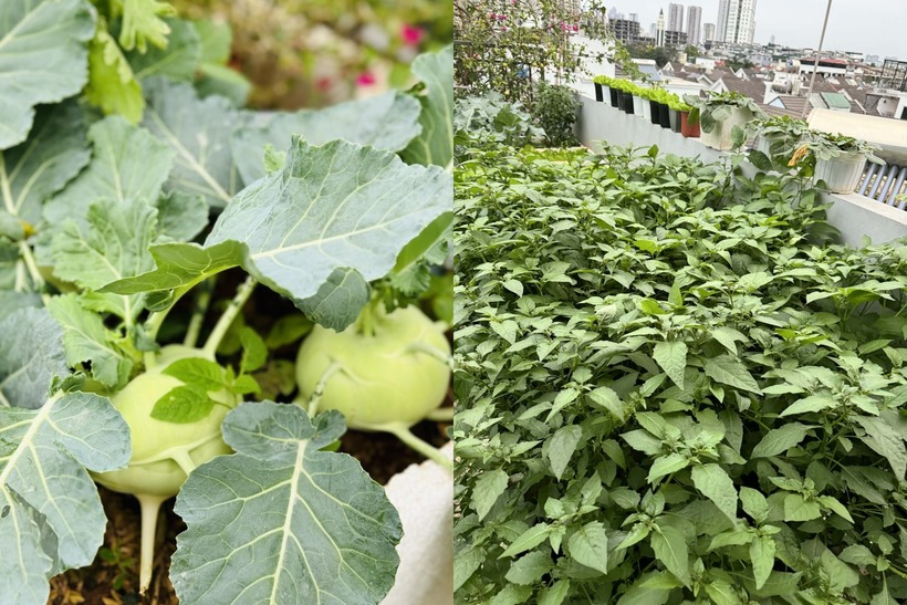 Mẹ đảm H&agrave; Nội biến s&acirc;n thượng tầng 5 th&agrave;nh "ốc đảo" rau tr&aacute;i xanh mướt- Ảnh 5.